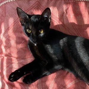 Meet your Posher, Angie